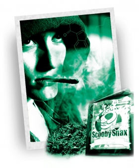 Synthetisches Cannabis ist kein „natürliches High“ 